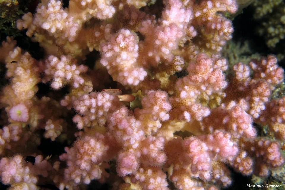 Tetralia cavimana, Corail Pocilllora