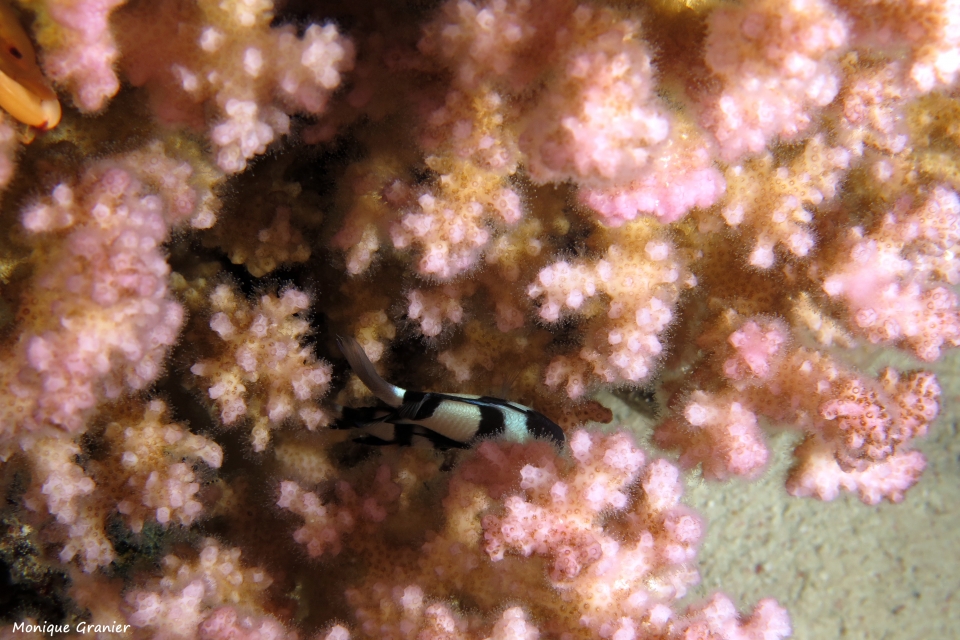 Dascyllus aruanus, Pocillopora damicornis