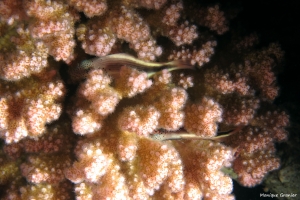 Paracirrhites forsteri, Corail Pocillopora