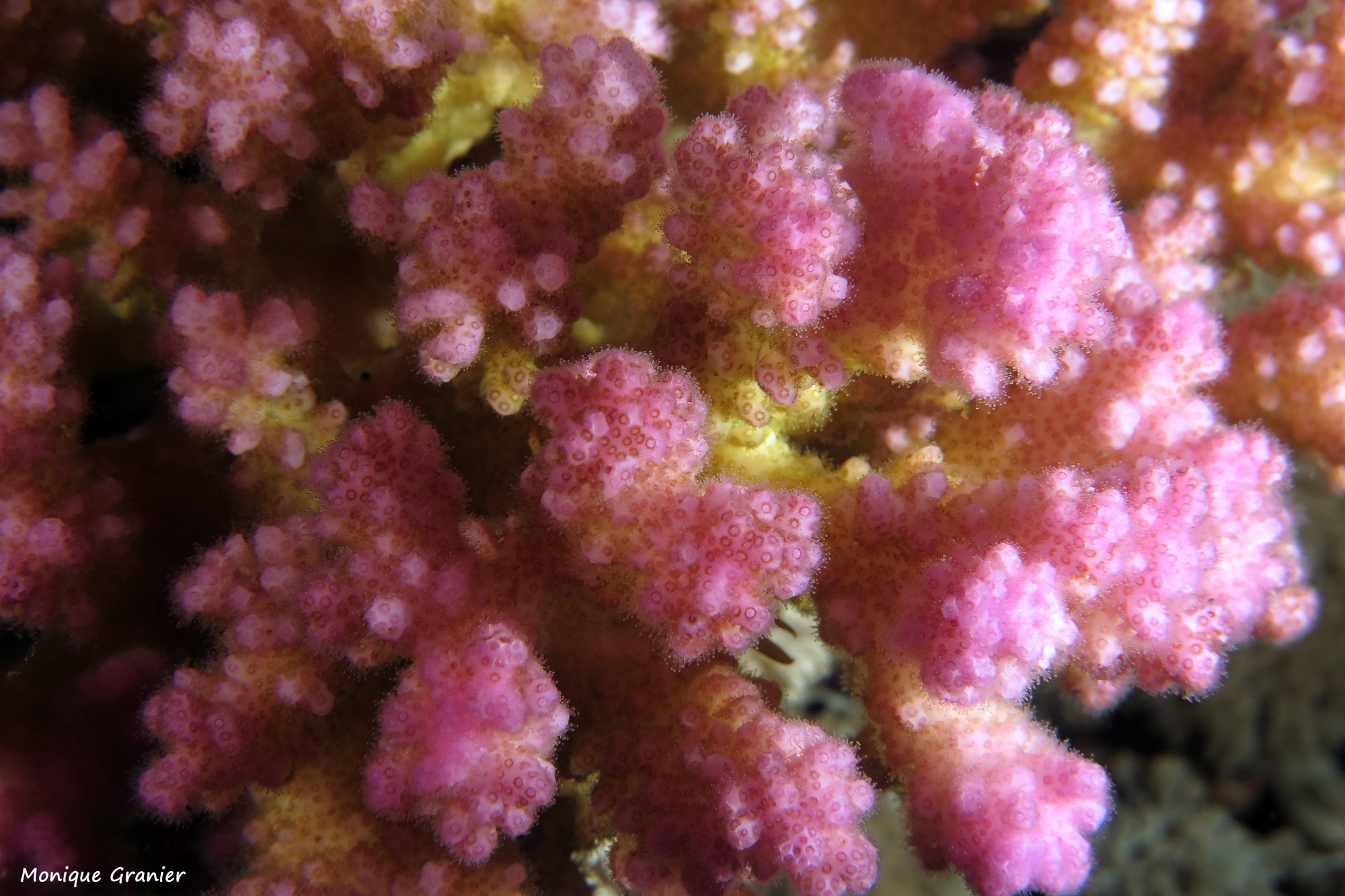 Pocillopora verrucosa