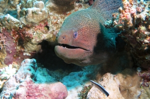 Gymnothorax javanicus, Labroides dimidiatus