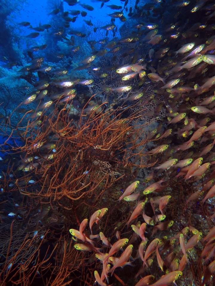 Parapriacanthus ransonneti, Antipathes sp.