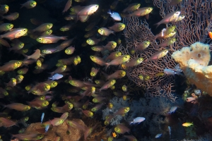 Parapriacanthus ransonneti, Demoiselle royale