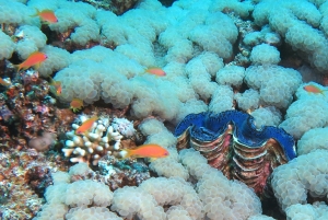 Tridacna maxima, Plerogyra sinuosa