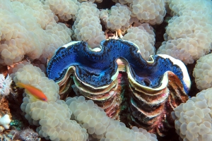 Tridacna maxima, Plerogyra sinuosa