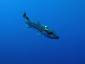 Sphyraena barracuda