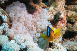 Amphiprion bicinctus, Entacmaea quadricolor