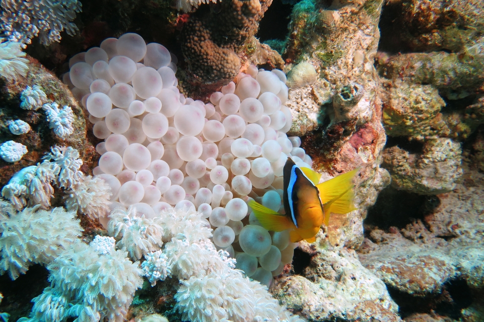 Amphiprion bicinctus, Entacmaea quadricolor