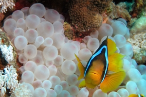 Amphiprion bicinctus, Entacmaea quadricolor