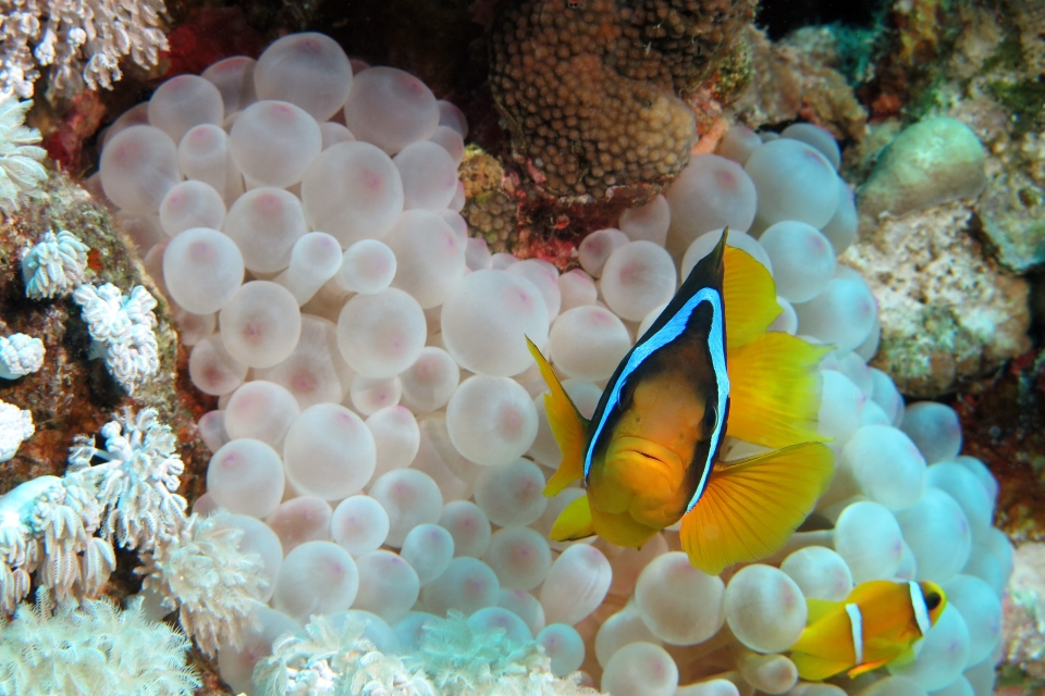 Amphiprion bicinctus, Entacmaea quadricolor