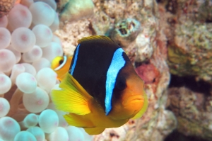 Amphiprion bicinctus, Entacmaea quadricolor