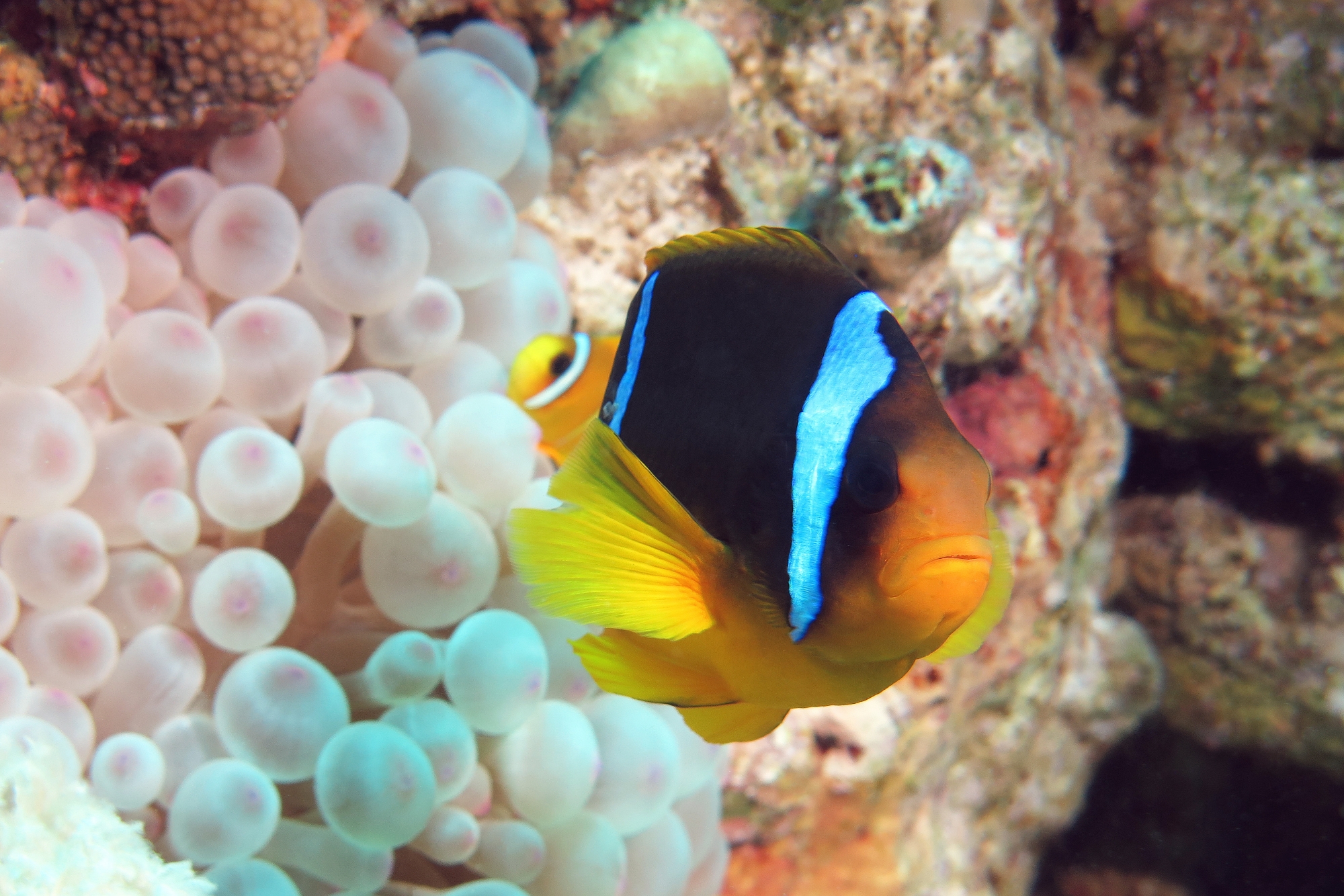 Amphiprion bicinctus, Entacmaea quadricolor