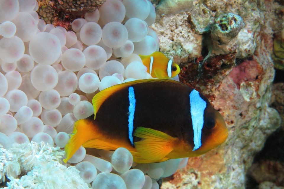 Amphiprion bicinctus, Entacmaea quadricolor