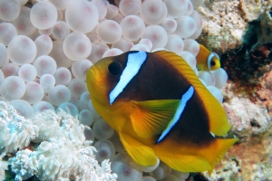 Amphiprion bicinctus, Entacmaea quadricolor