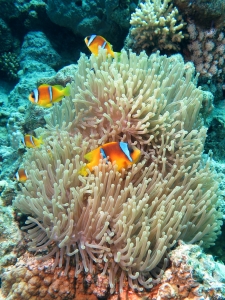 Amphiprion bicinctus, Heteractis magnifica