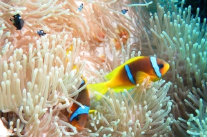 Amphiprion bicinctus, Dascyllus trimaculatus, Heteractis magnifica