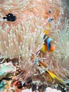 Amphiprion bicinctus, Dascyllus trimaculatus, Heteractis magnifica