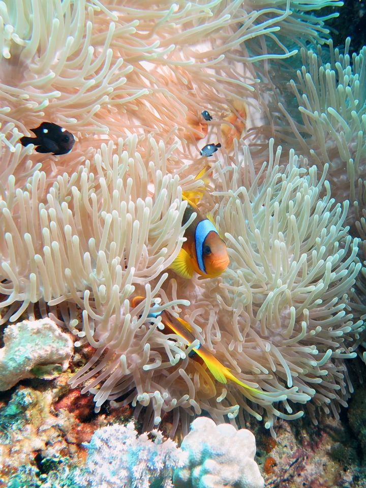 Amphiprion bicinctus, Dascyllus trimaculatus, Heteractis magnifica