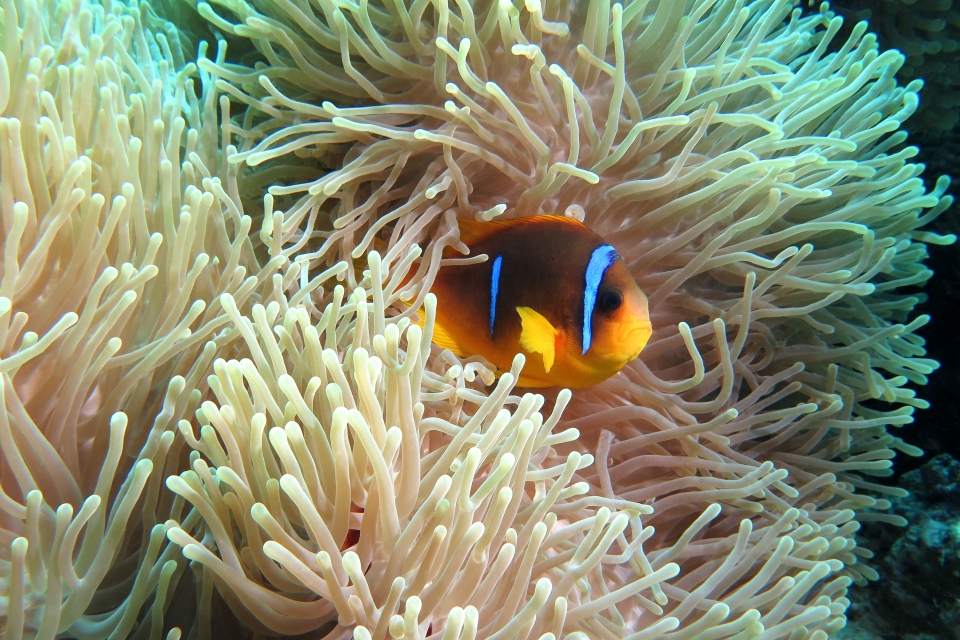 Amphiprion bicinctus, Heteractis magnifica