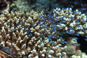 Chromis viridis, Acropora (Acropora lamarcki)