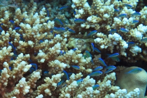 Chromis viridis, Acropora (Acropora lamarcki)