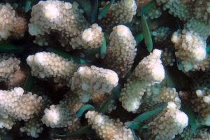 Chromis viridis, Acropora humilis