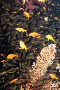 Pseudanthias squamipinnis, Parapriacanthus ransonneti