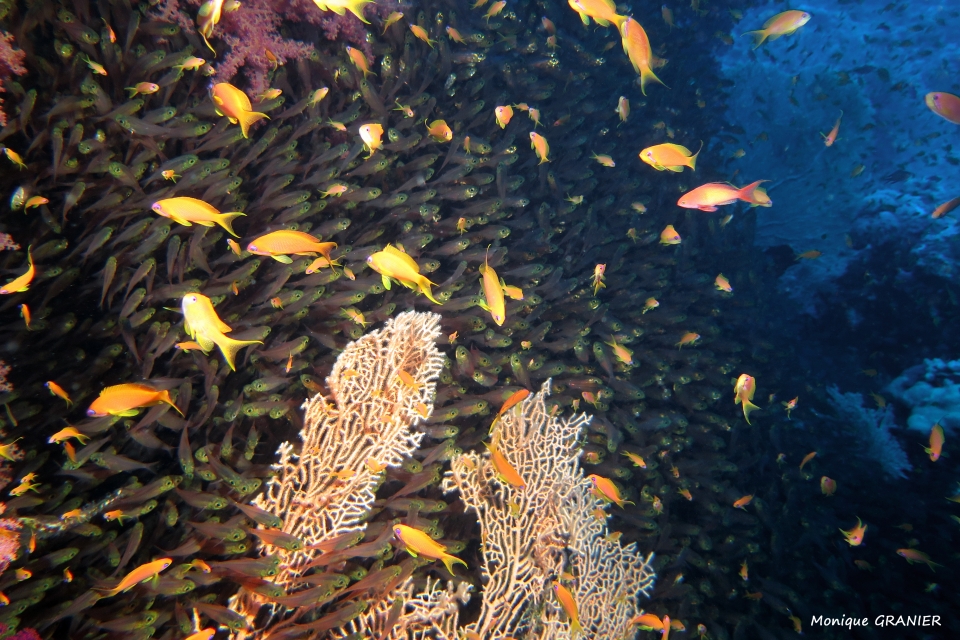 Pseudanthias squamipinnis, Parapriacanthus ransonneti