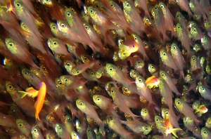 Parapriacanthus ransonneti, Pseudanthias squamipinnis