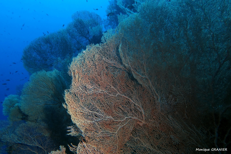 Annella mollis (Subergorgia hicksoni)