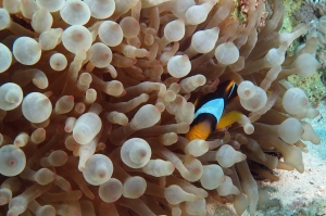 Amphiprion bicinctus (14cm, ) Entacmaea quadricolor (40cm, Anémone-bulle)