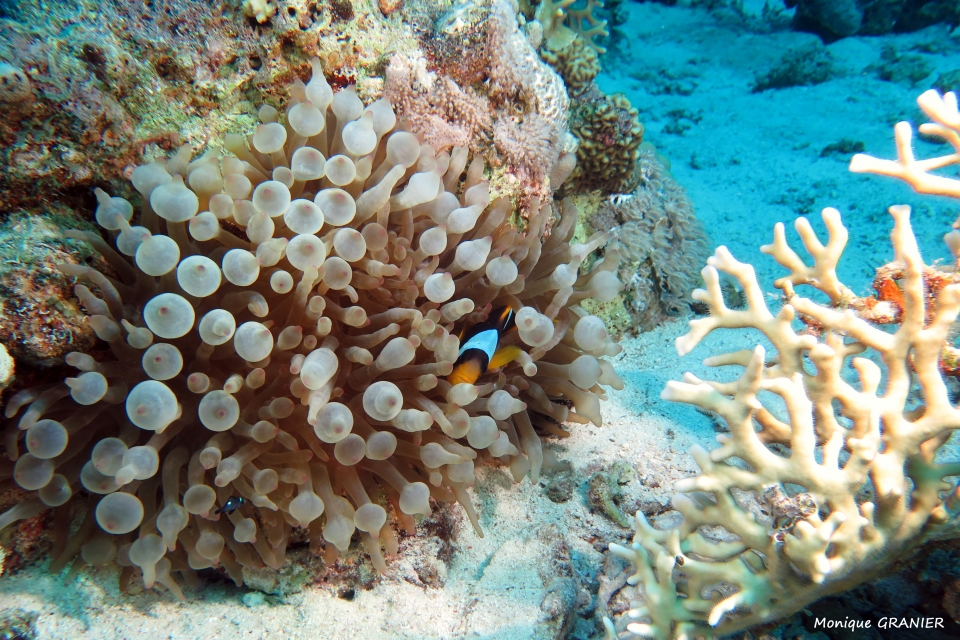 Amphiprion bicinctus (14cm, ) Entacmaea quadricolor (40cm, Anémone-bulle)