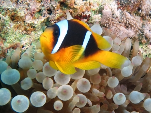 Amphiprion bicinctus, Entacmaea quadricolor