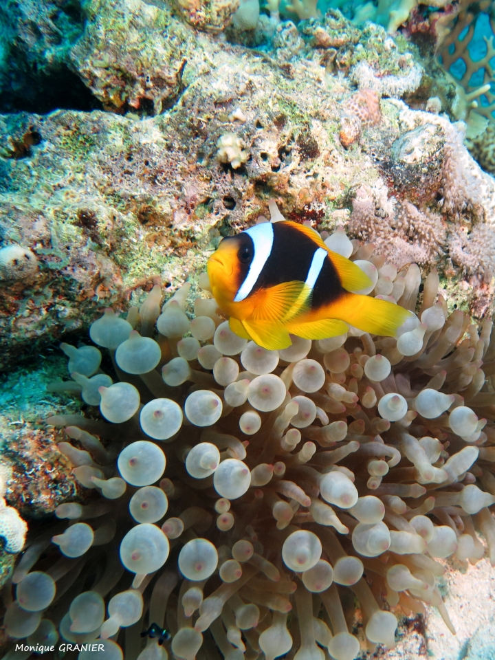 Amphiprion bicinctus, Entacmaea quadricolor