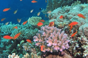 Pseudanthias squamipinnis, Chromis flavaxilla