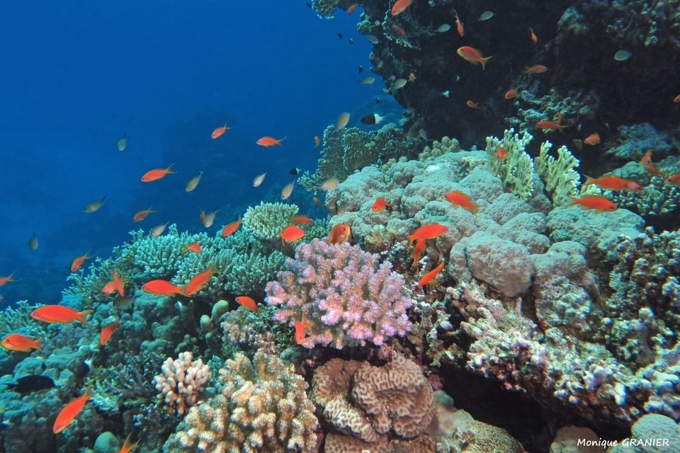 Pseudanthias squamipinnis, Chromis flavaxilla