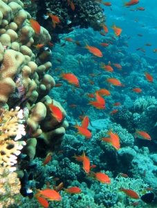 Pseudanthias squamipinnis