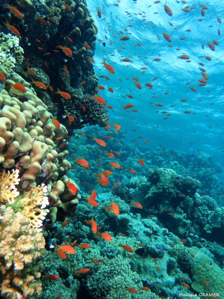 Pseudanthias squamipinnis