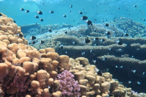 Chromis dimidiata, Porites nodifera, Pavona clavus