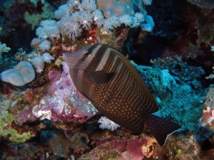 Zebrasoma desjardinii