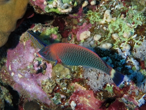 Pseudodax moluccanus