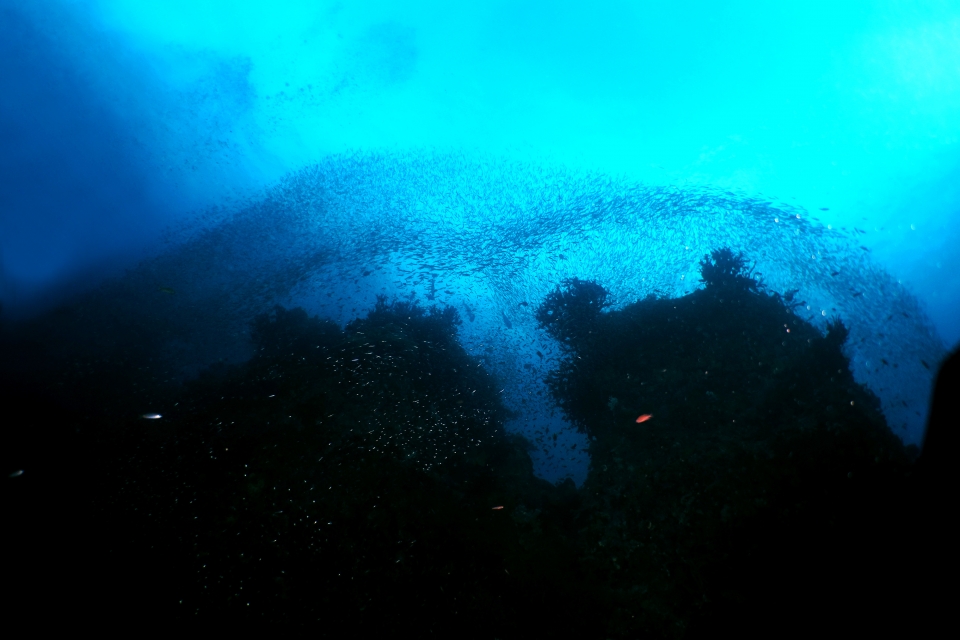 Nuages de poissons sous la surface de l'eau