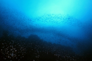 Va et vient permanent de plusieurs bancs de poissons