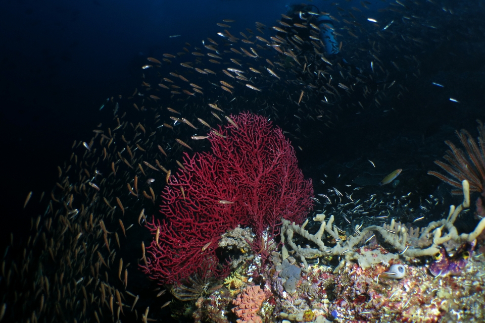 Hypoatherina barnesi, Melithaea ochracea, Pholidichthys leucotaenia