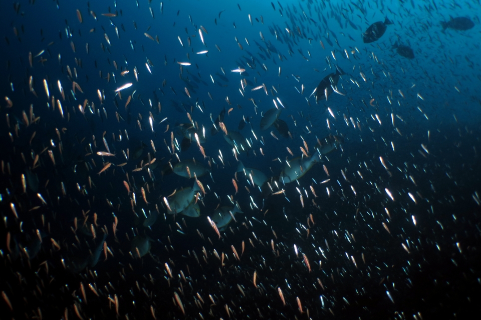 Hypoatherina barnesi, Acanthurus mata