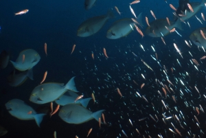 Hypoatherina barnesi, Acanthurus mata