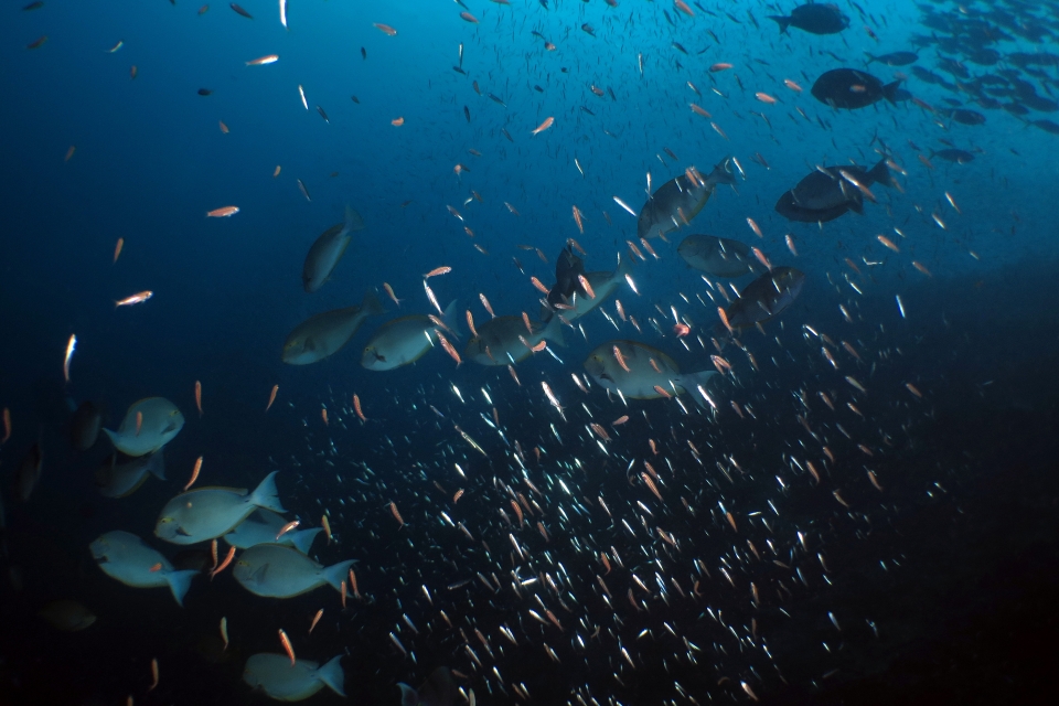 Hypoatherina barnesi, Acanthurus mata