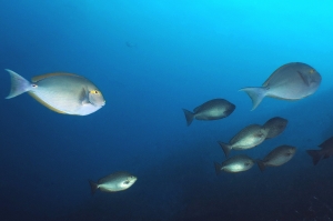 Acanthurus mata, Siganus javus