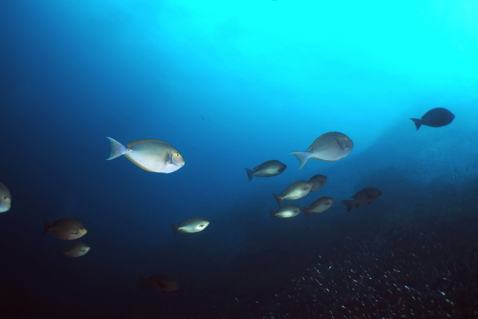 Acanthurus mata, Siganus javus