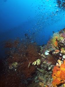 Nuage de Poissons hachettes